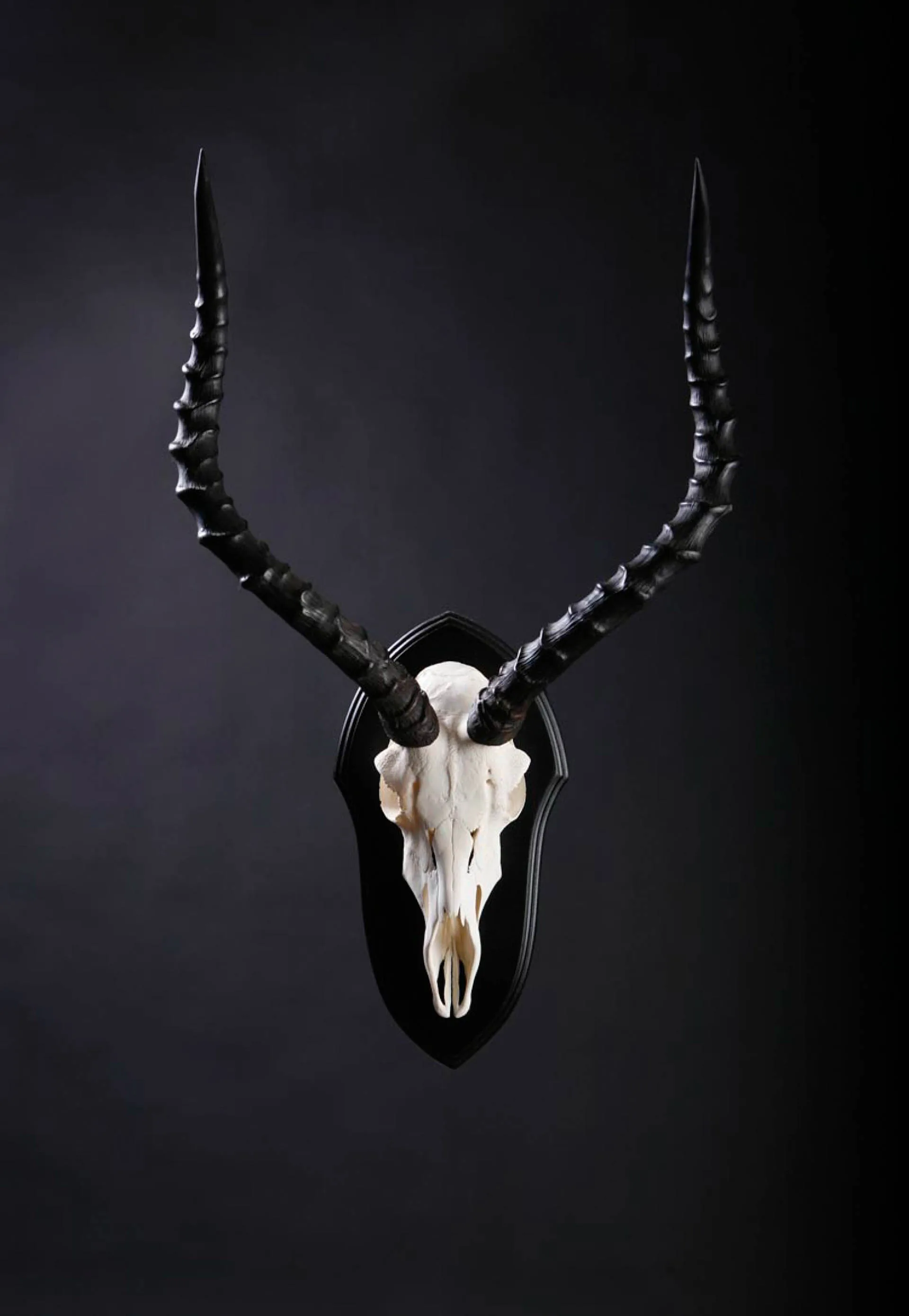 Impala Skull Skull Mount — Highveld Taxidermists